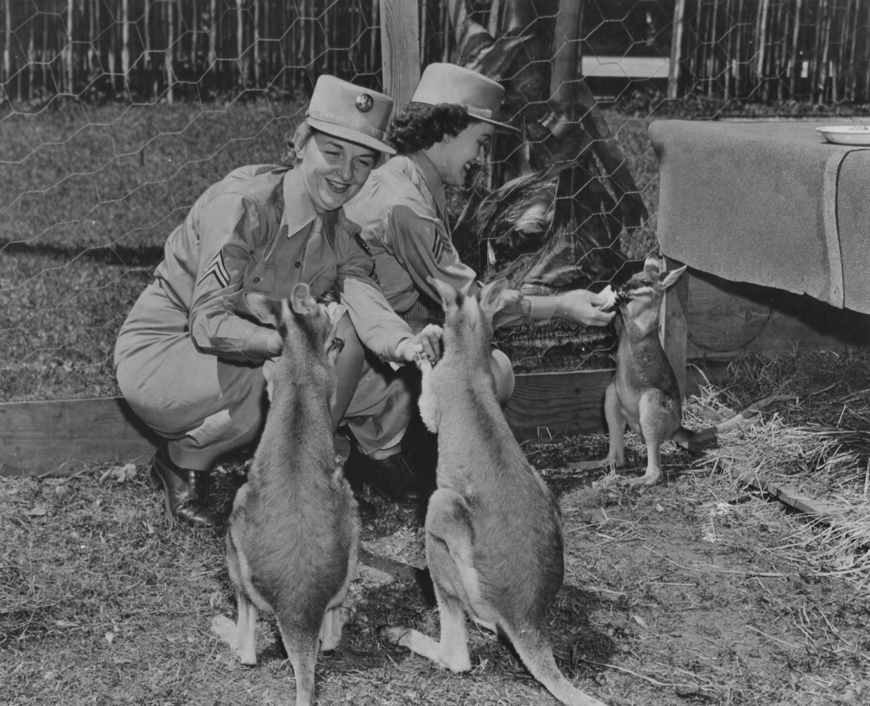 Army WACs Playing with Wallabies
